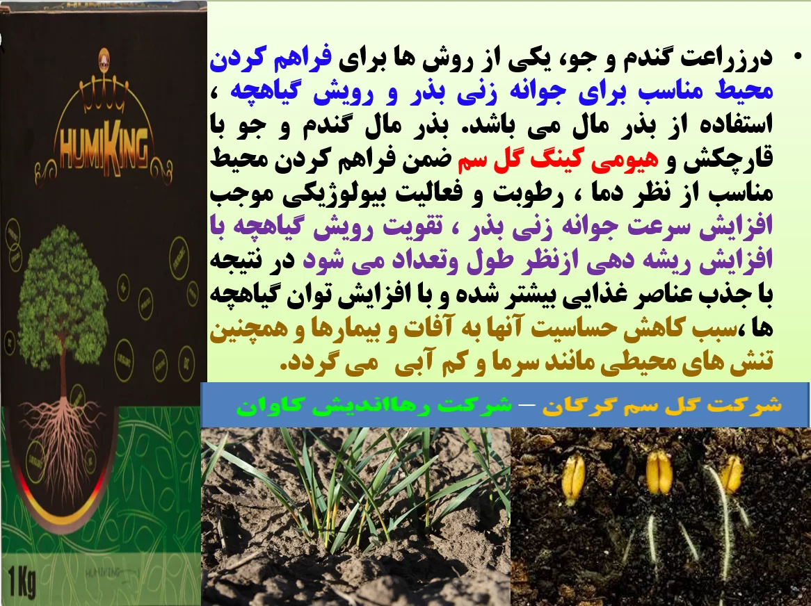 بذر مال بذور گندم و جو با هیومی کینگ گل سم – قسمت اول