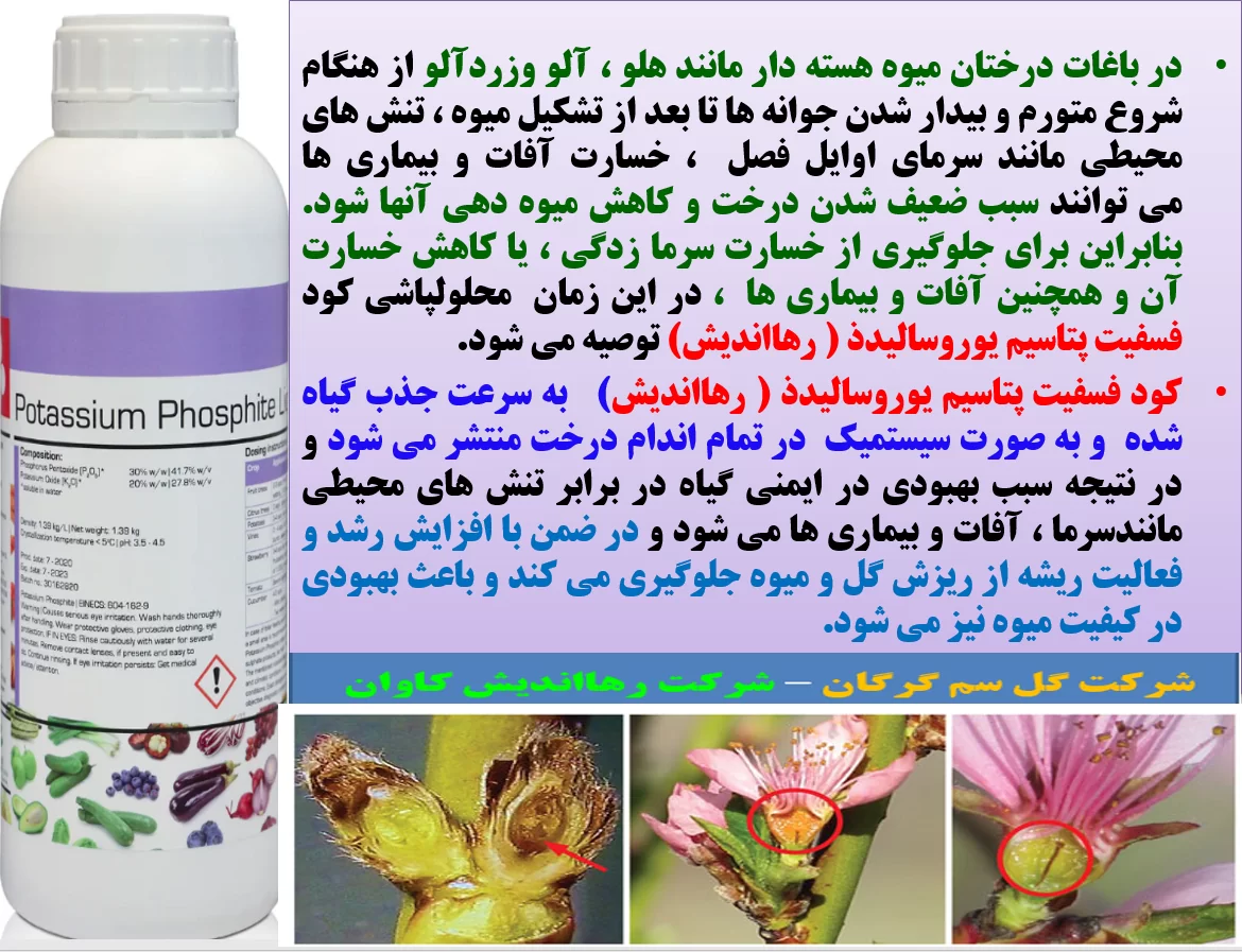 فسفیت پتاسیم یوروسالیدذ رهااندیش برای تقویت درختان میوه در برابر تنش های محیطی – قسمت اول