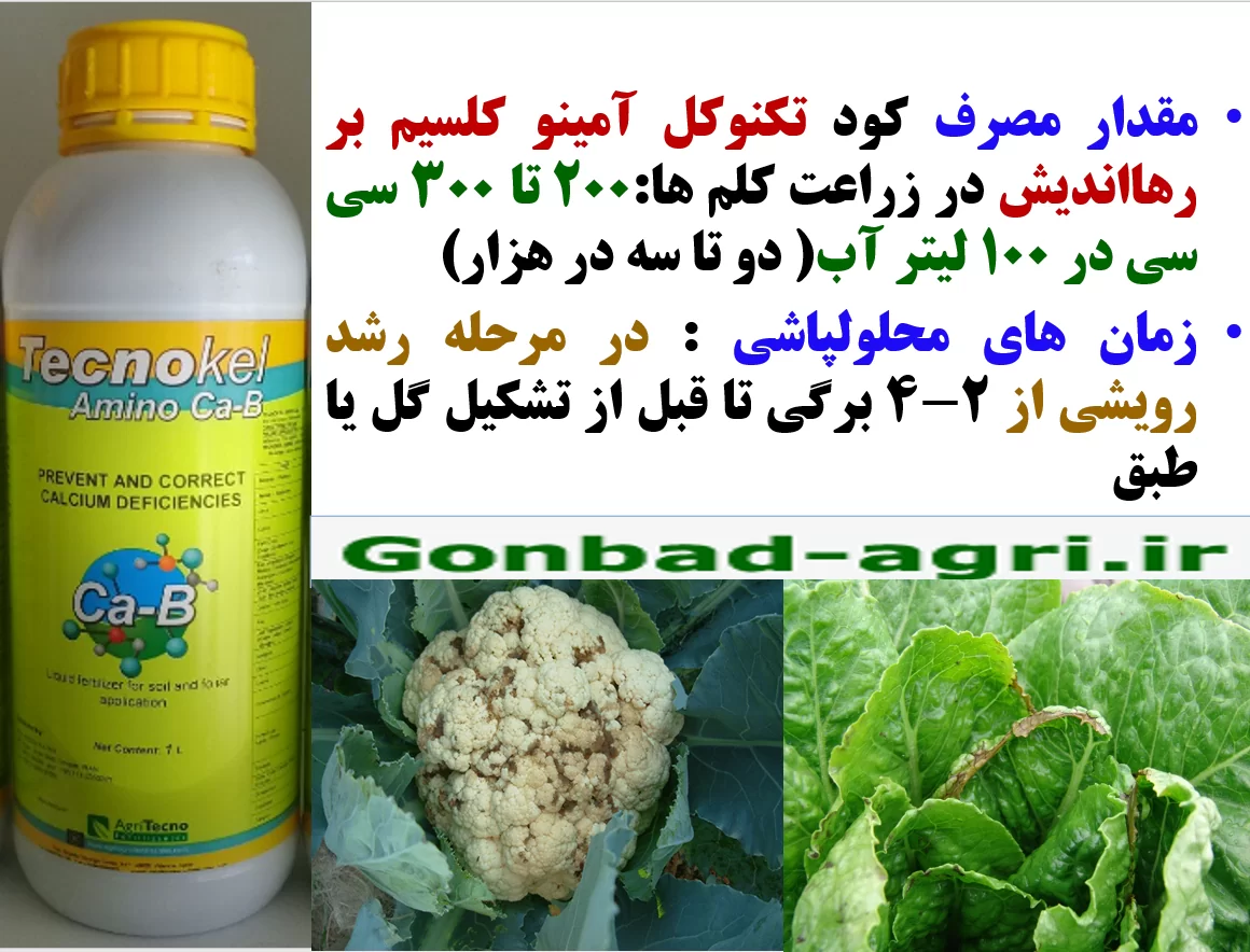 افزایش تولید و کیفیت در گیاهان خانواده کلم با تکنوکل آمینو کلسیم و بور رهااندیش – قسمت دوم