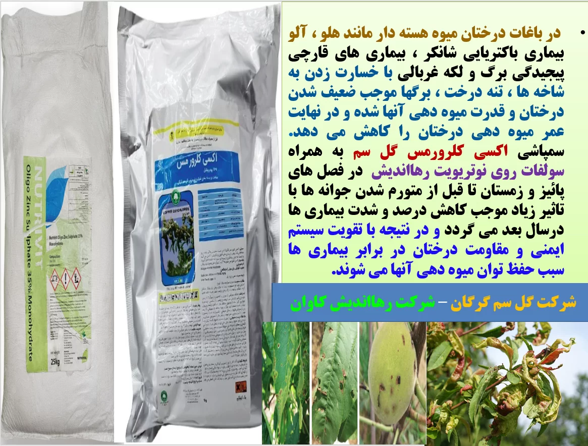 کنترل بیماری های قارچی و باکتریایی درختان میوه هسته دار در پائیز و زمستان – قسمت اول