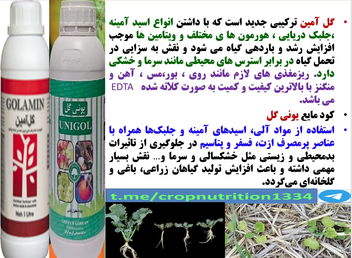 تقویت بوته های کلزا در برابر تنش های محیطی با کود های گل آمین و یونی گل – قسمت سوم