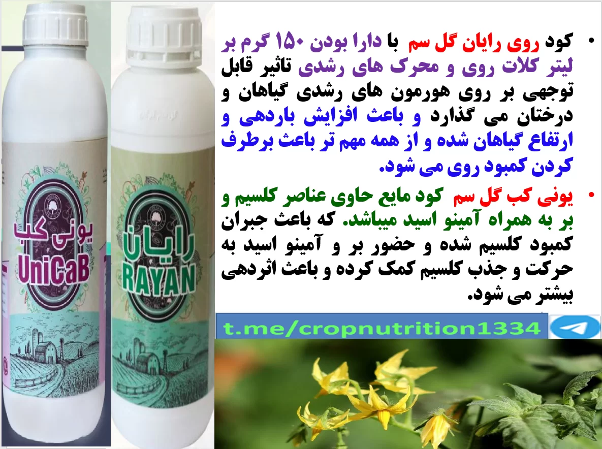 افزایش توان بوته های گوجه فرنگی گلخانه در تولید میوه با کود رایان ویونی کب – قسمت سوم