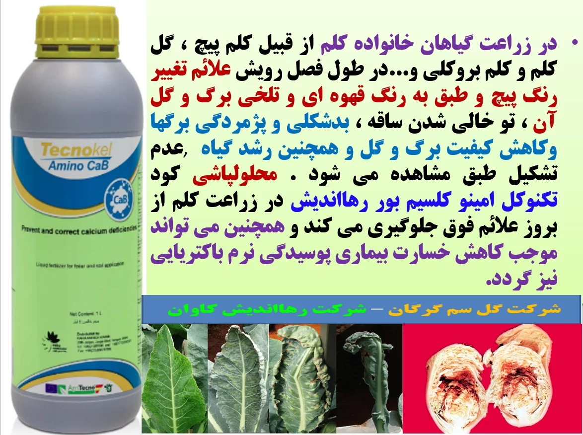 افزایش تولید و کیفیت در گیاهان خانواده کلم با تکنوکل آمینو کلسیم و بور رهااندیش – قسمت اول