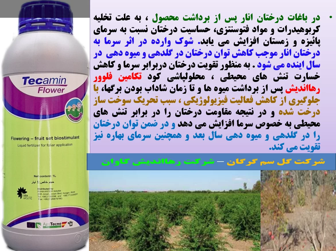 افزایش مقاومت درختان انار در برابر تنش های محیطی با کود تکامین فلوور- قسمت اول