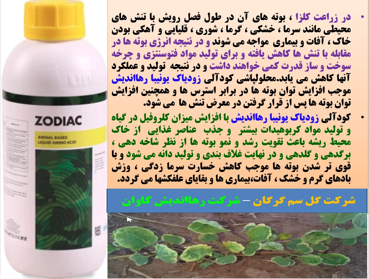کود آلی زودیاک یونیبا رهااندیش برای افزایش توان بوته های کلزا – قسمت اول