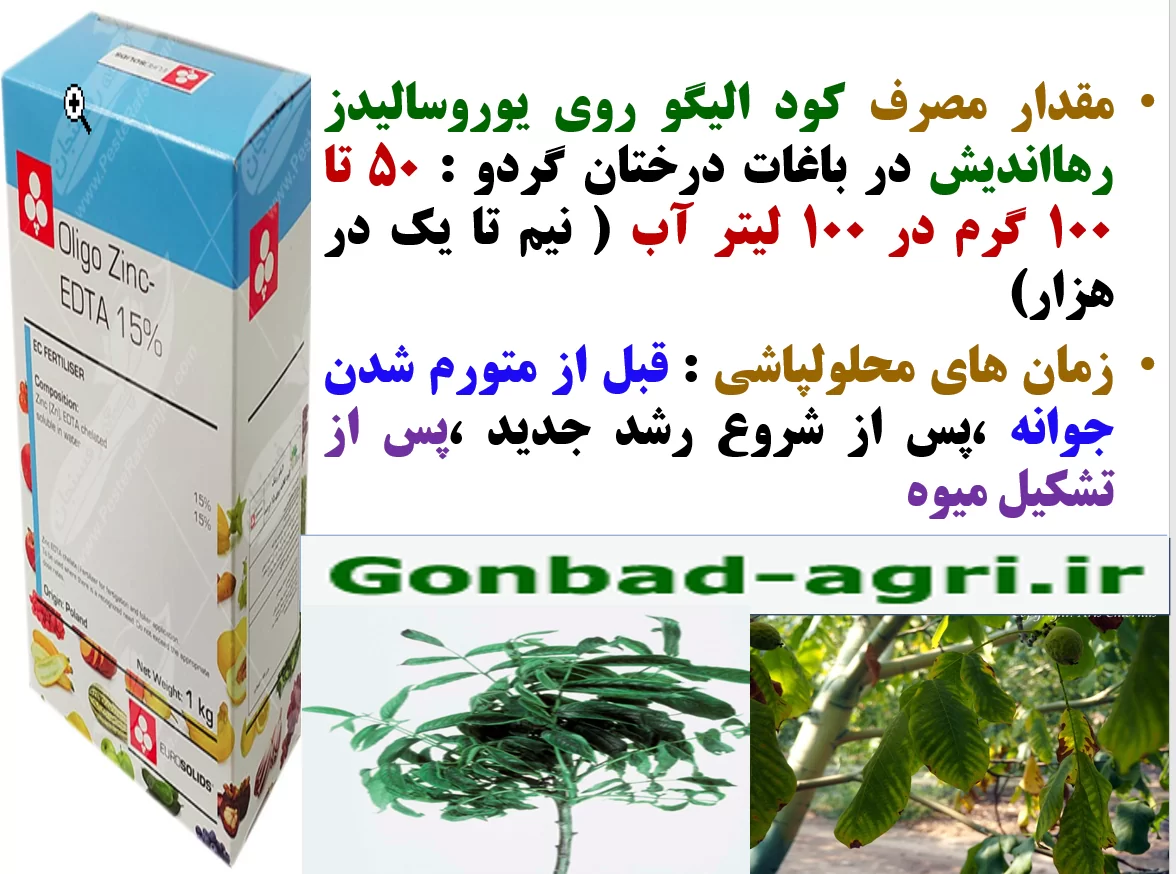کاربرد کود الیگو زینک یورسالیدز برابر افزایش توان میوه دهی درختان گردو – قسمت دوم