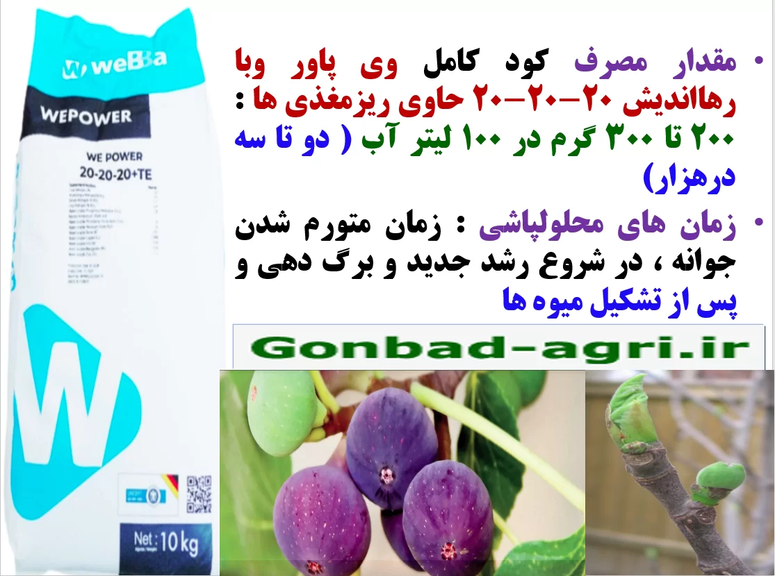 کودوی پاور وبا سه بیست رهااندیش برای تقویت میوه دهی درختان انجیر- قسمت دوم
