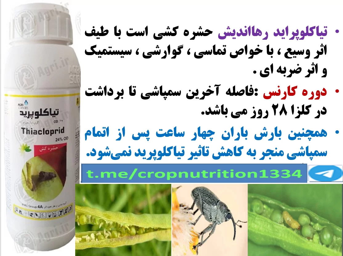 کنترل آفات کلزا با حشره کش تیاکلوپرید رهااندیش – قسمت سوم