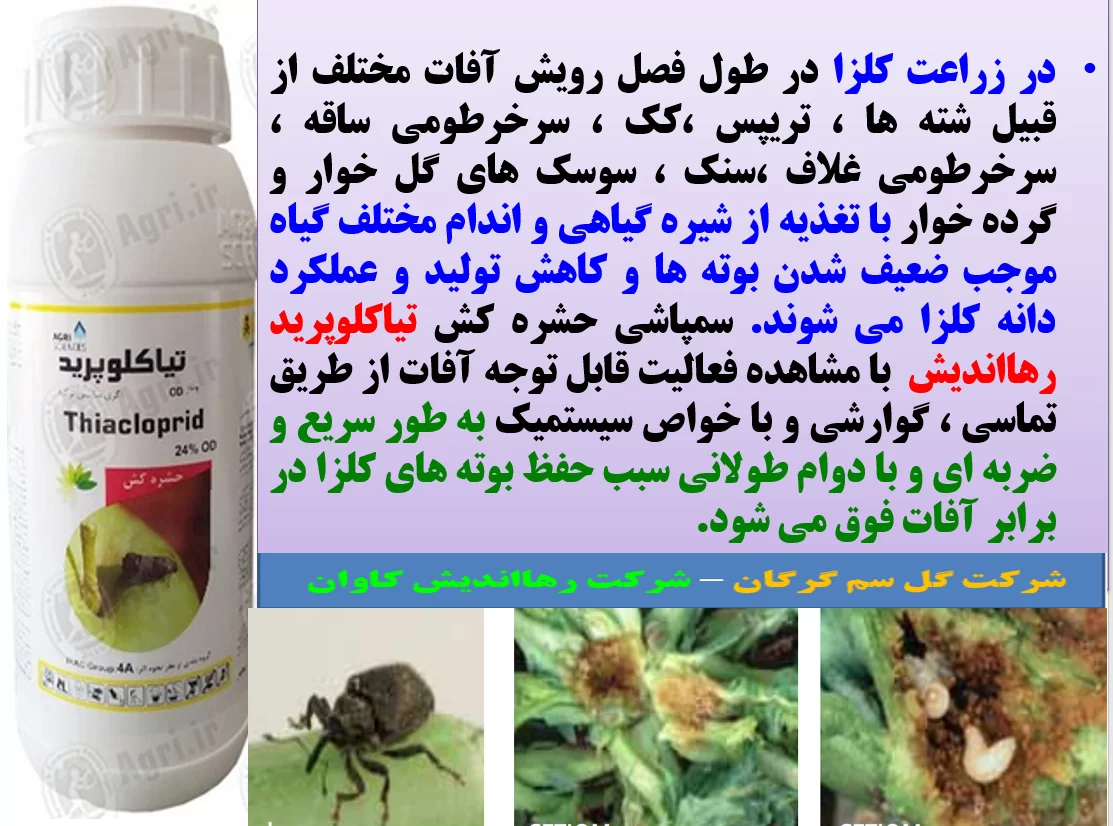 کنترل آفات کلزا با حشره کش تیاکلوپرید رهااندیش – قسمت اول
