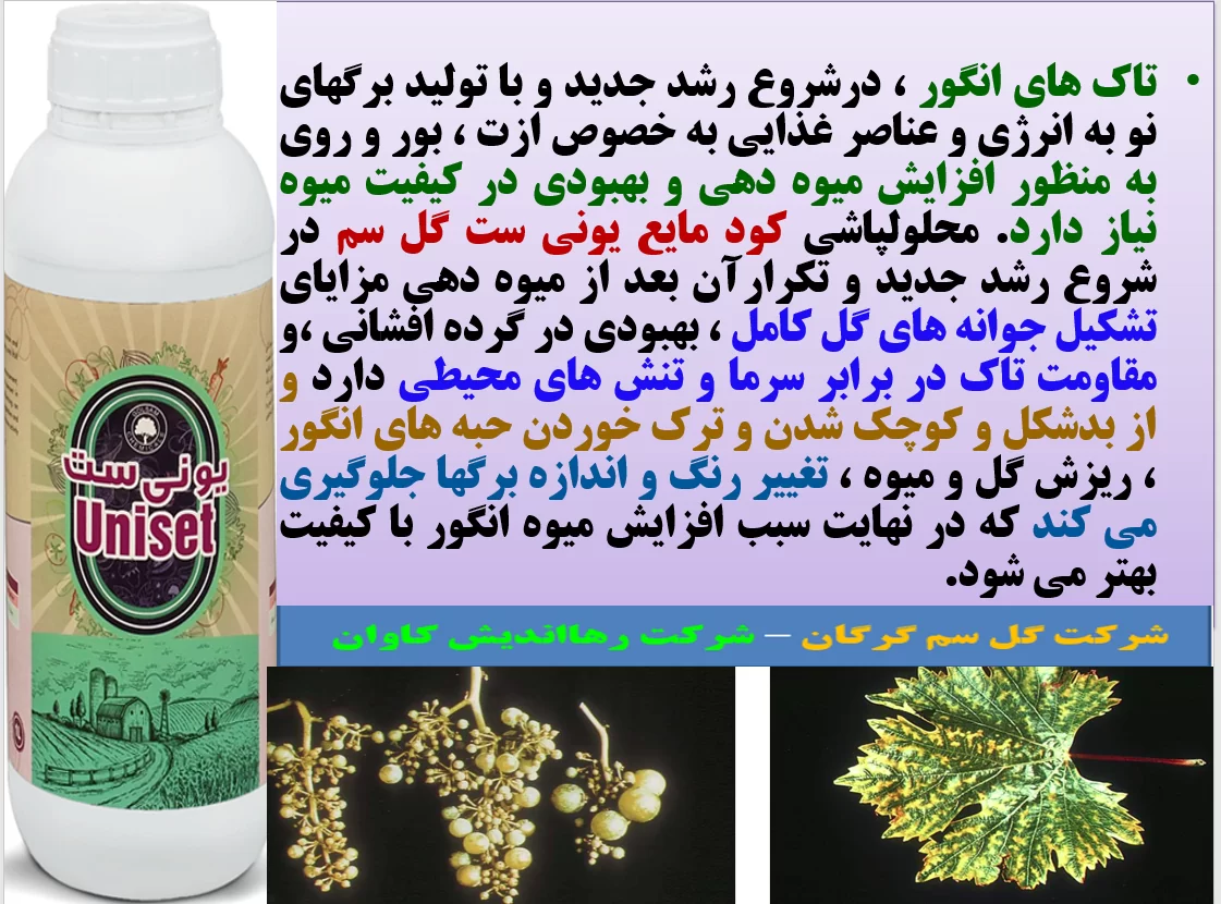 کود یونی ست گل سم کود فروت ست برای تاک های انگور – قسمت اول