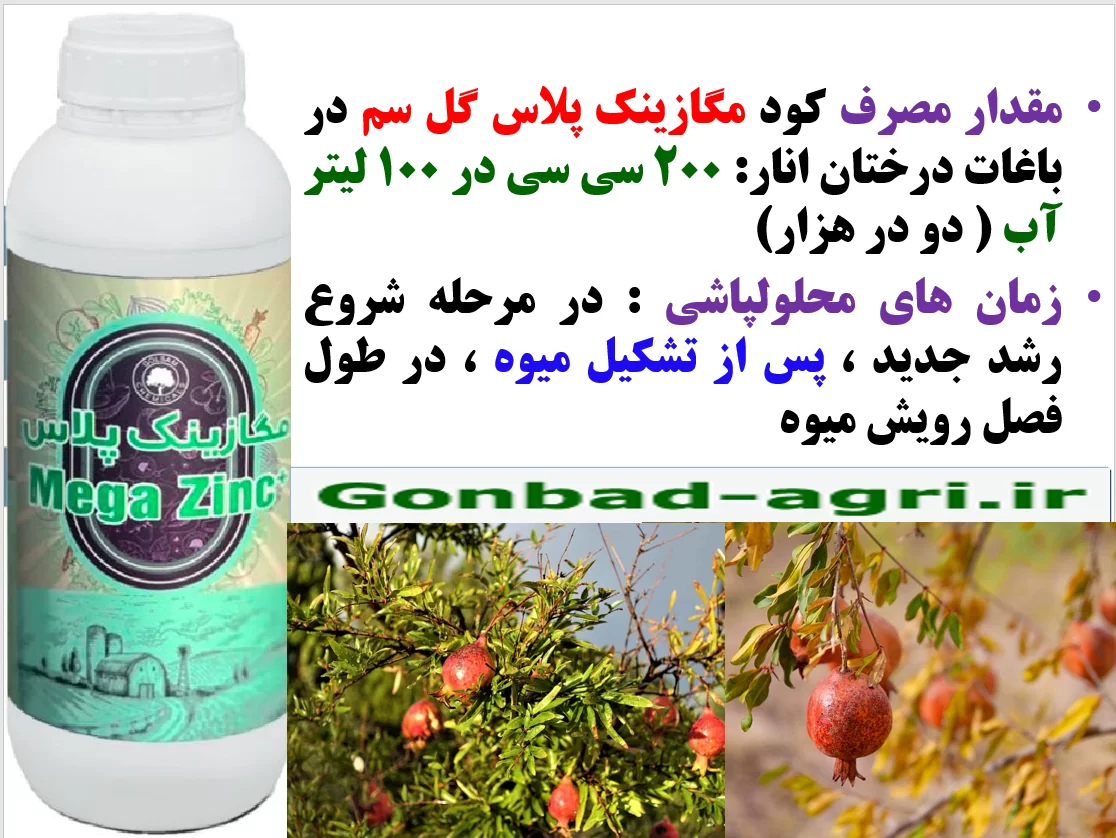 تاثیر کود مگازینک پلاس گلسم در افرایش تولید و کیفیت میوه های انار – قسمت دوم