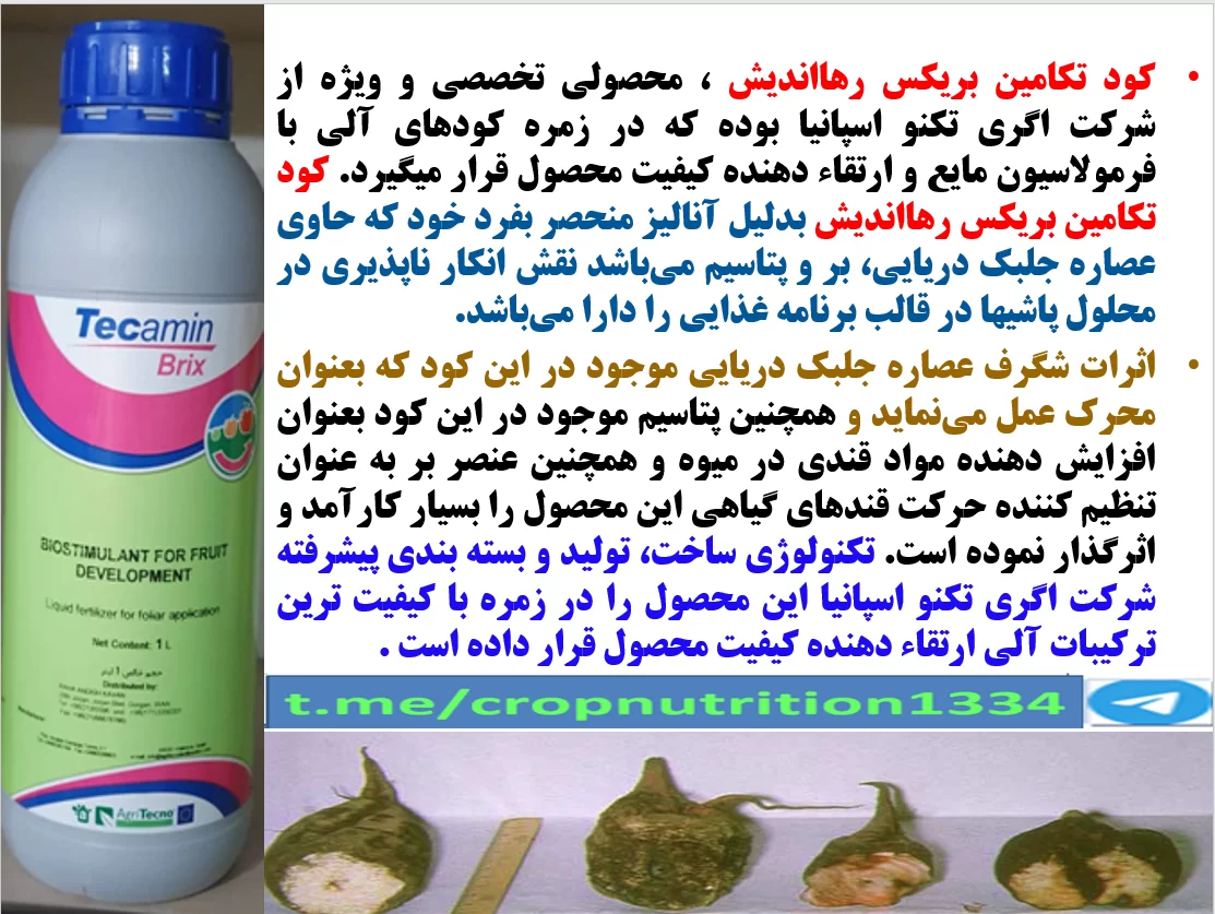 افزایش میزان و عیار قند در چغندر با کود آلی تکامین بریکس رهااندیش – قسمت سوم