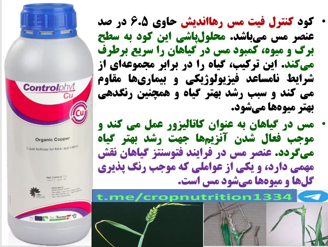 اهمیت کاربرد کود کنترل فیت مس در زراعت گندم و جو – قسمت سوم