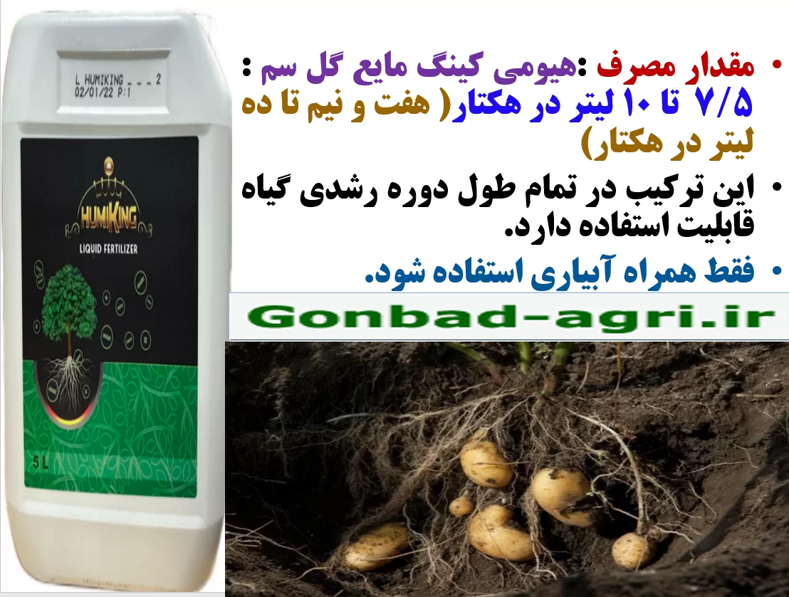 تاثیر کود الی هیومی کینگ مایع گل سم در افزایش تولید و کیفیت غده سیب زمینی – قسمت دوم