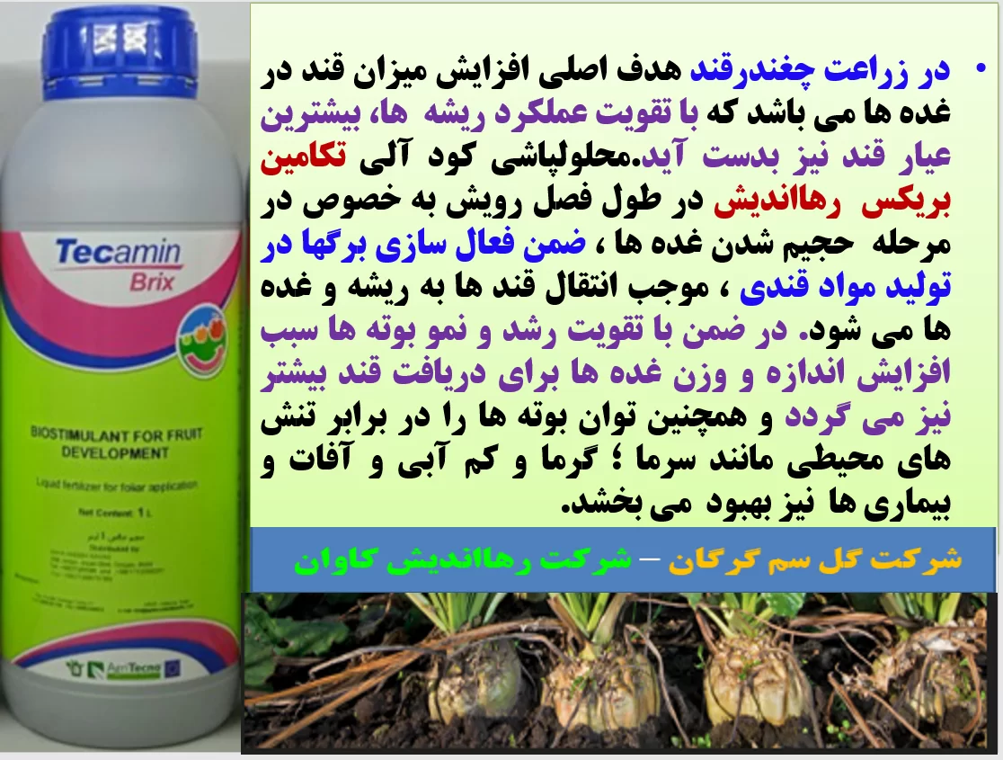 افزایش میزان و عیار قند در چغندر با کود آلی تکامین بریکس رهااندیش – قسمت اول