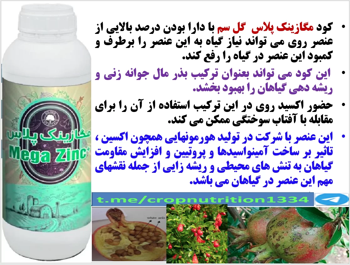 تاثیر کود مگازینک پلاس گلسم در افرایش تولید و کیفیت میوه های انار – قسمت سوم