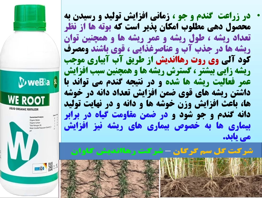 تقویت ریشه دهی بوته های گندم و جو با کودآلی وی روت رهااندیش – قسمت اول