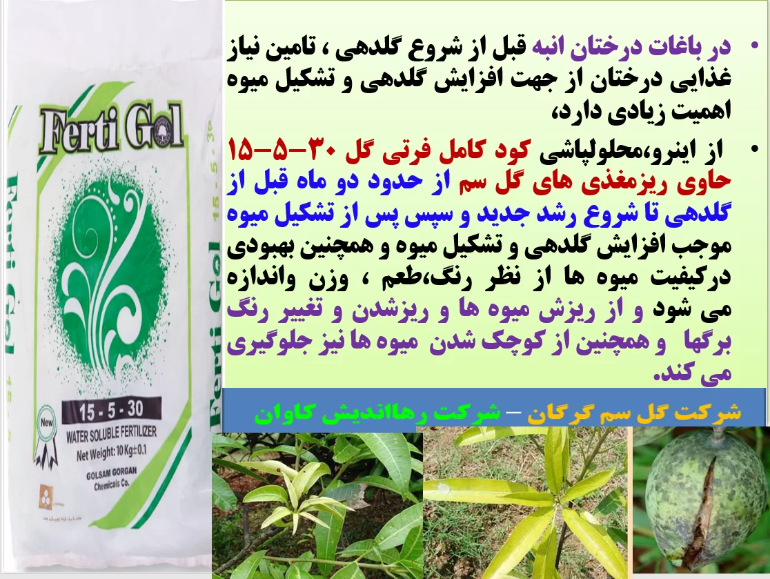 افزایش گلدهی و میوه دهی درختان انبه  با کود فرتی گل ۳۰-۵-۱۵ گل سم – قسمت اول