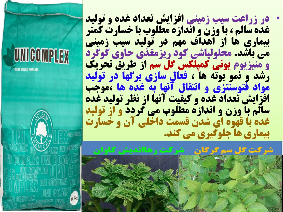 تاثیر کود یونی کمپلکس گل سم در افزایش تولید و کیفیت غده سیب زمینی – قسمت اول