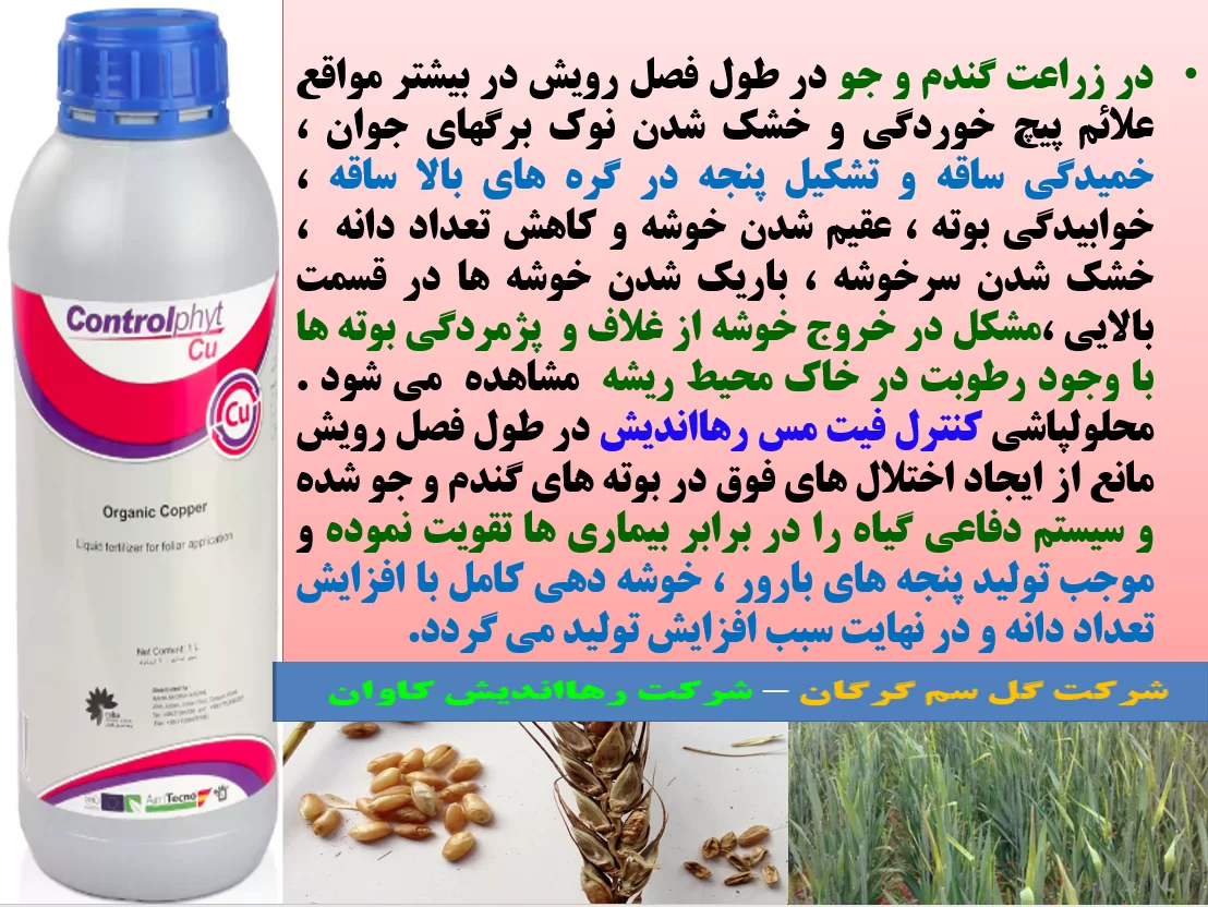 اهمیت کاربرد کود کنترل فیت مس در زراعت گندم و جو – قسمت اول