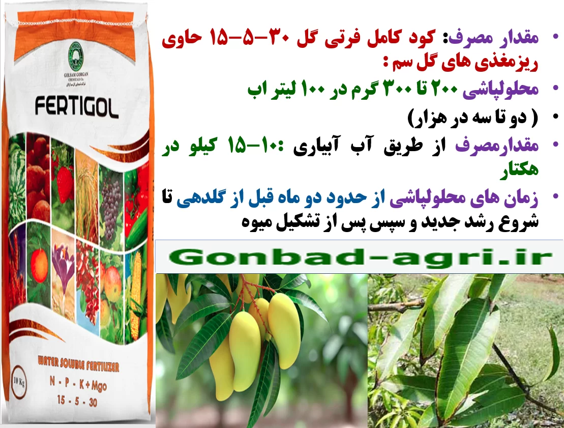 افزایش گلدهی و میوه دهی درختان انبه با کود فرتی گل ۳۰-۵-۱۵ گل سم – قسمت دوم