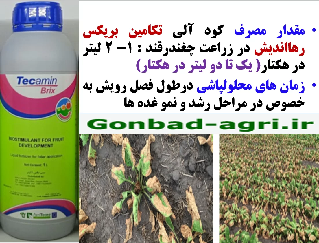 افزایش میزان و عیار قند در چغندر با کود آلی تکامین بریکس رهااندیش – قسمت دوم