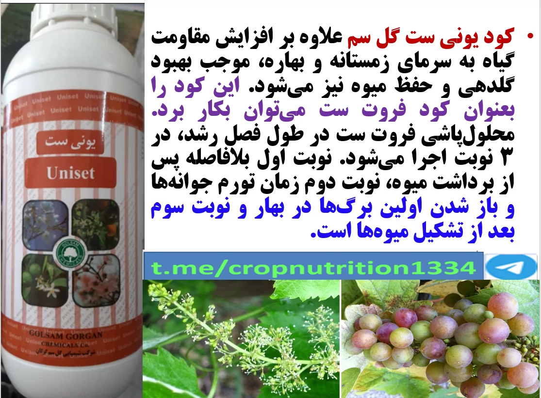 کود یونی ست گل سم کود فروت ست برای تاک های انگور – قسمت سوم