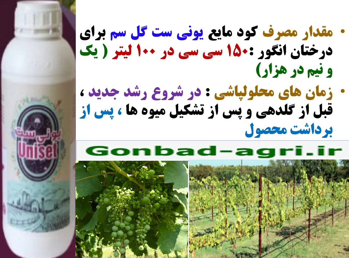 کود یونی ست گل سم کود فروت ست برای تاک های انگور – قسمت دوم