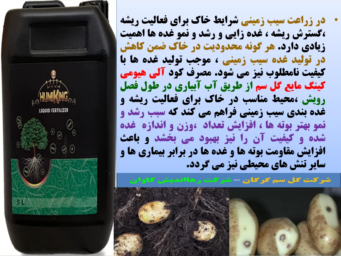تاثیر کود الی هیومی کینگ مایع گل سم در افزایش تولید و کیفیت غده سیب زمینی – قسمت اول