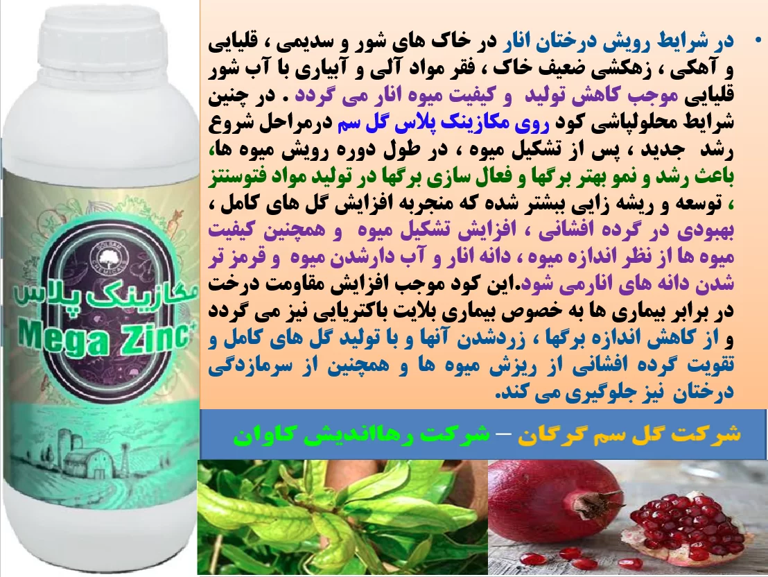 تاثیر کود مگازینک پلاس گلسم در افرایش تولید و کیفیت میوه های انار – قسمت اول