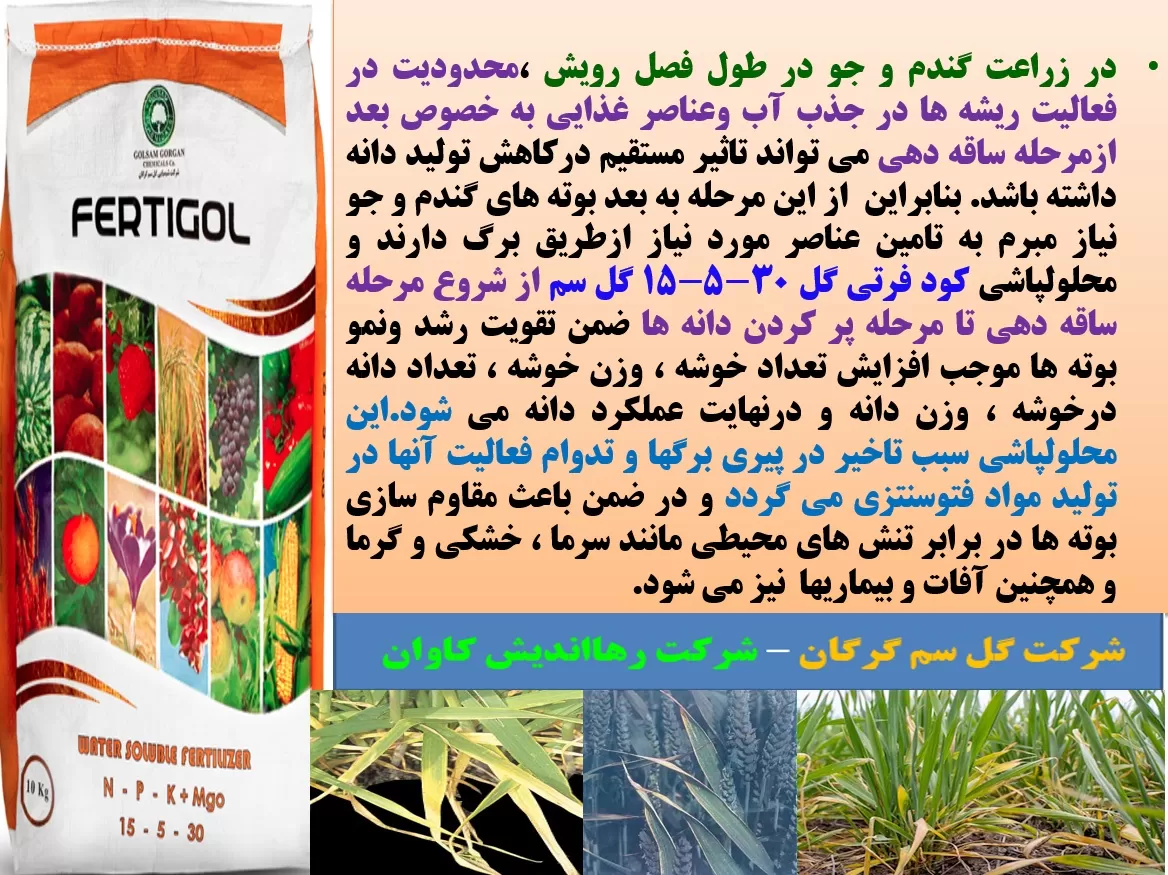 تقویت بوته های گندم و جو با کود فرتی گل ۳۰-۵-۱۵ گل سم – قسمت اول
