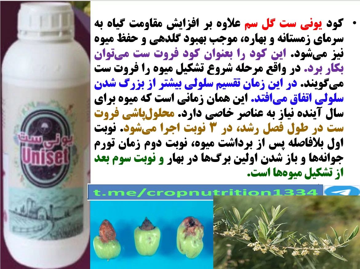 کود یونی ست گل سم به عنوان کود فروت ست درختان زیتون – قسمت سوم
