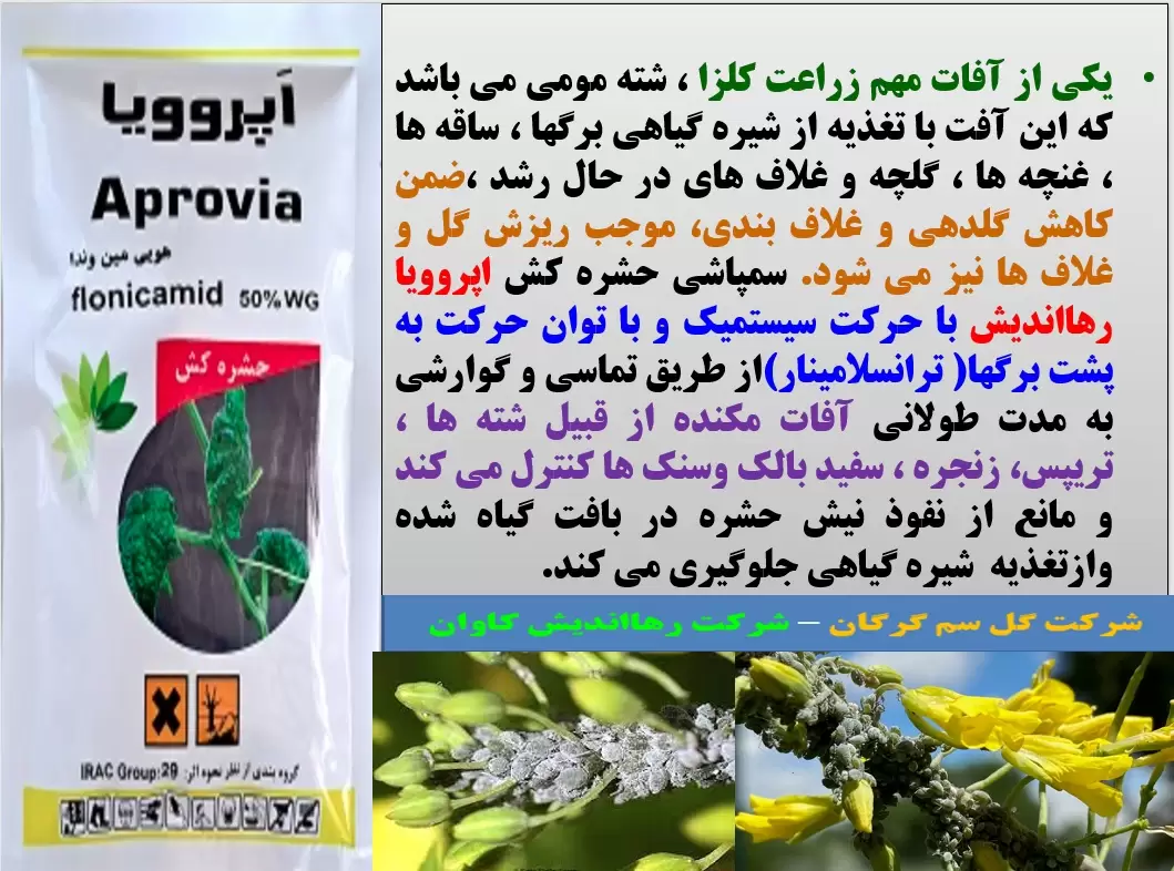 کنترل آفات مکنده زراعت کلزا با حشره کش اپروویا رهااندیش- قسمت اول