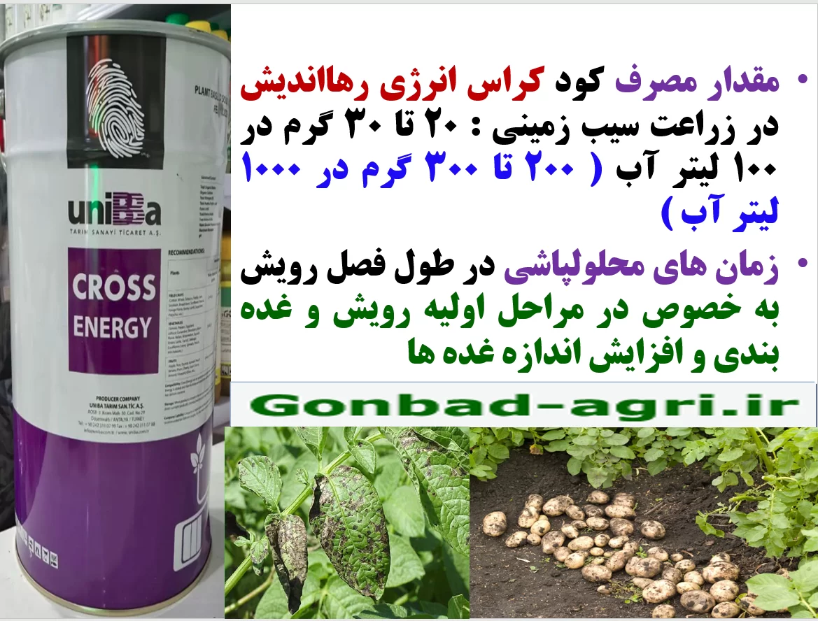 کودالی کراس انرژی رهااندیش برای افزایش تولید و کیفیت سیب زمینی- قسمت دوم