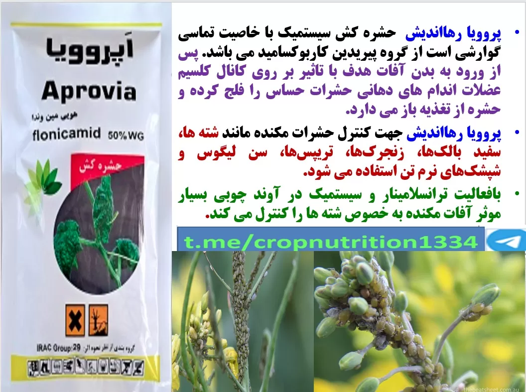 کنترل آفات مکنده زراعت کلزا با حشره کش اپروویا رهااندیش- قسمت سوم
