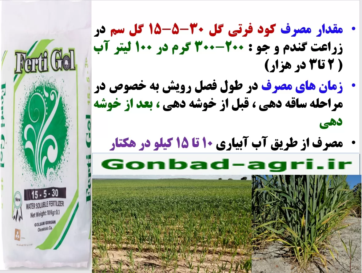 تقویت بوته های گندم و جو با کود فرتی گل ۳۰-۵-۱۵ گل سم – قسمت دوم
