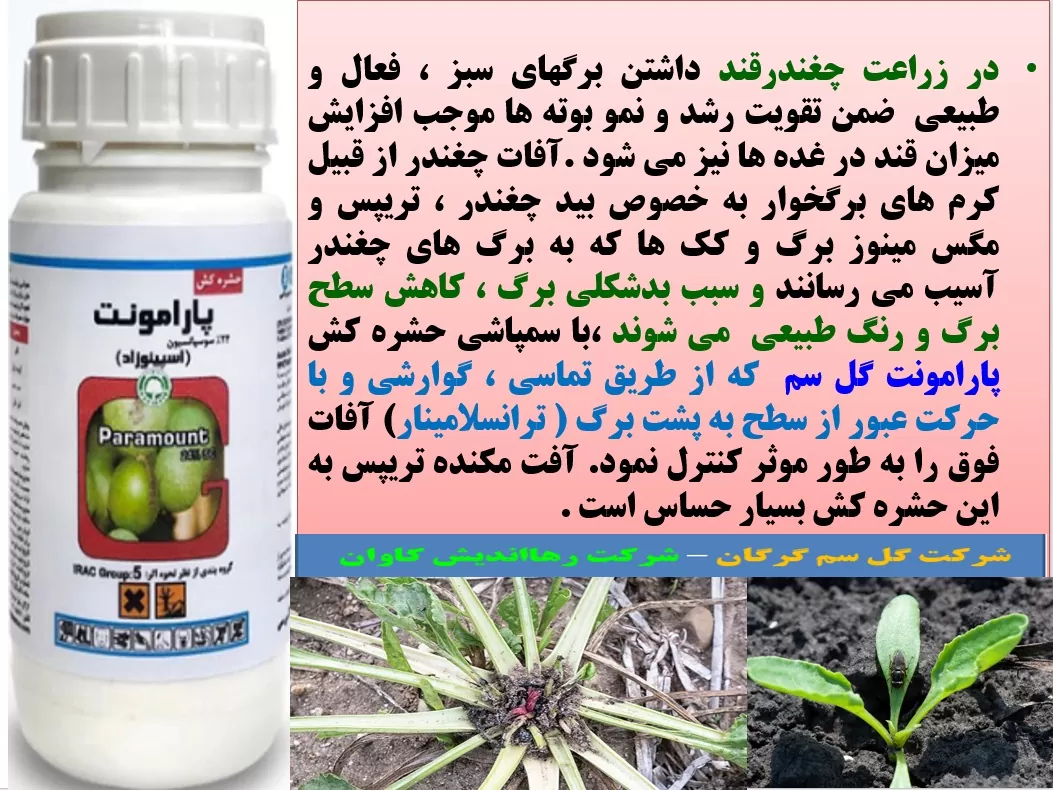 کنترل آفات چغندرقند با حشره کش پارامونت گل سم – قسمت اول