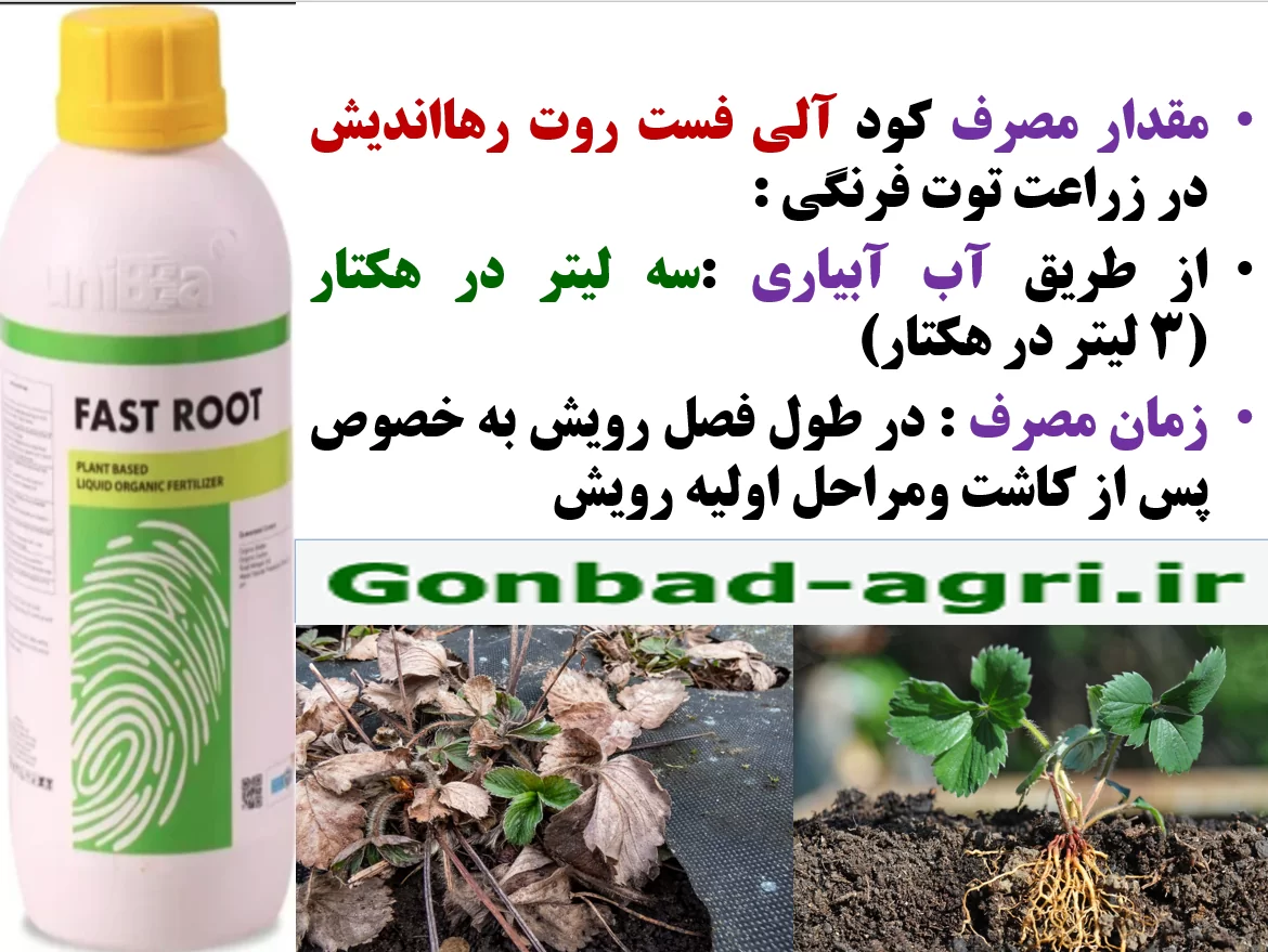 افزایش توان ریشه زایی بوته های توت فرنگی با کود آلی فست روت رهااندیش – قسمت دوم