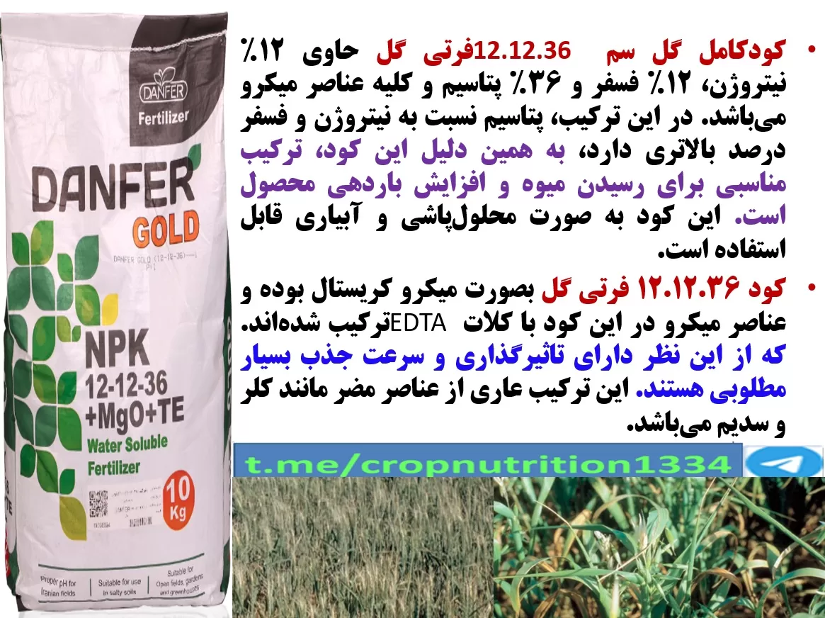 تقویت بوته های گندم در زمان خوشه دهی با کود فرتی گل ۳۶-۱۲-۱۲ گل سم – قسمت سوم