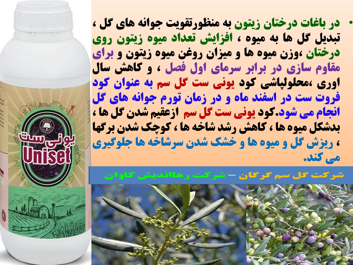 کود یونی ست گل سم به عنوان کود فروت ست درختان زیتون – قسمت اول