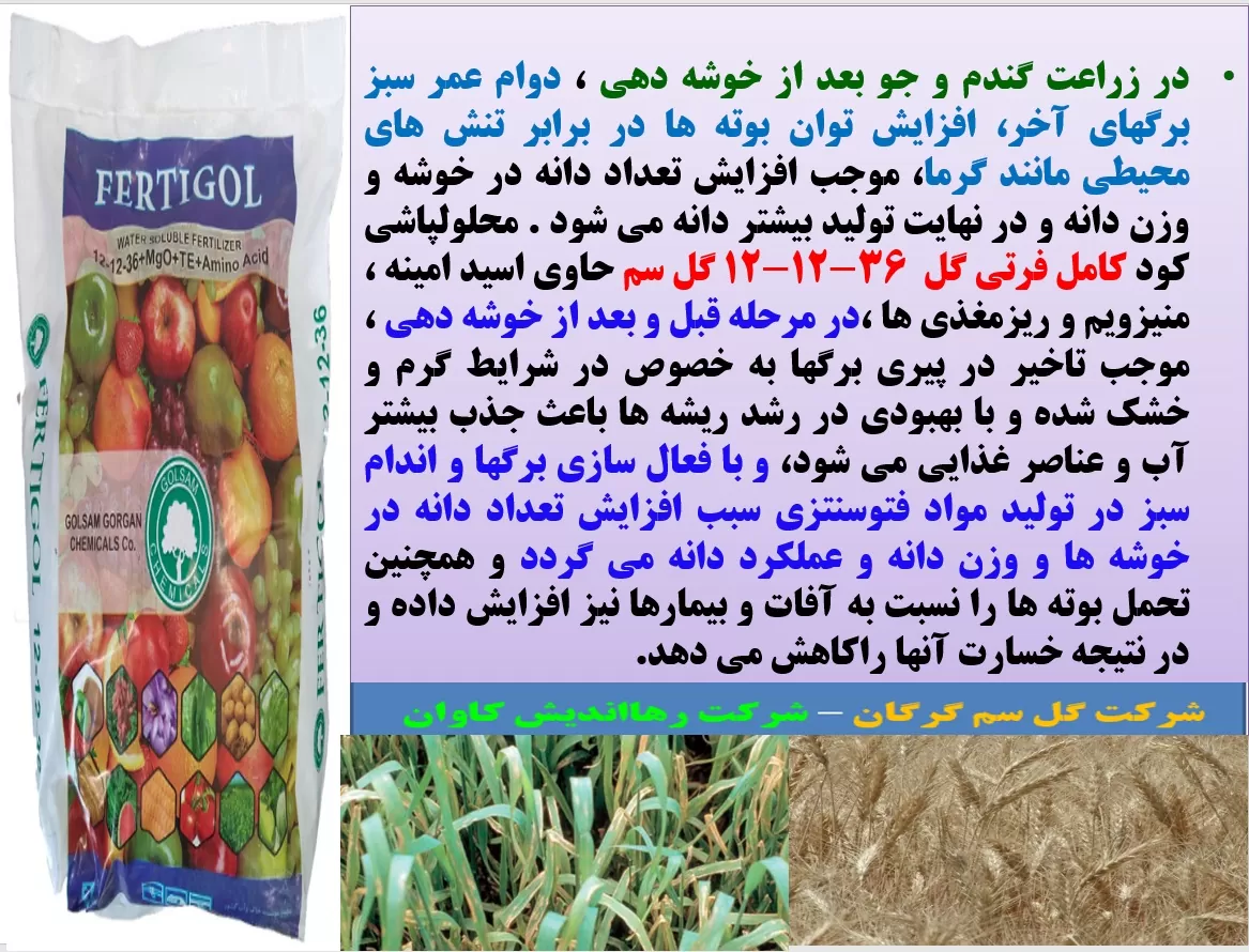 تقویت بوته های گندم در زمان خوشه دهی با کود فرتی گل ۳۶-۱۲-۱۲ گل سم – قسمت اول