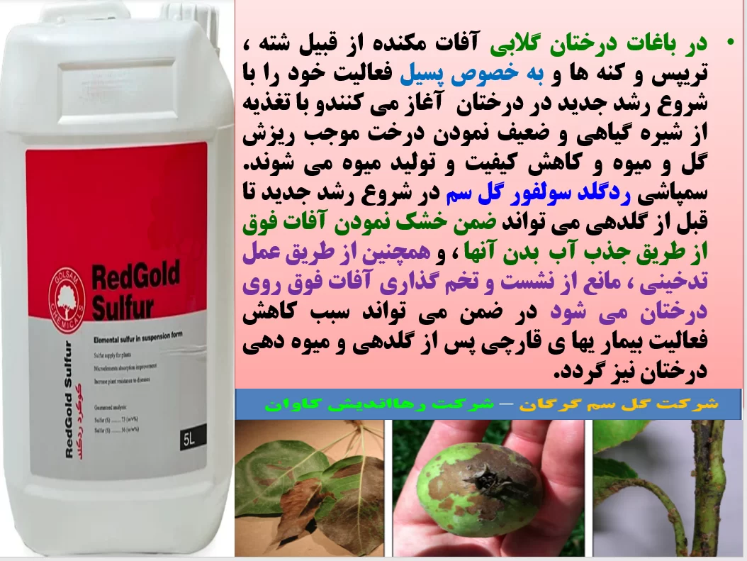 کنترل آفات و بیماری های درختان گلابی با ردگلد سولفور گل سم – قسمت اول