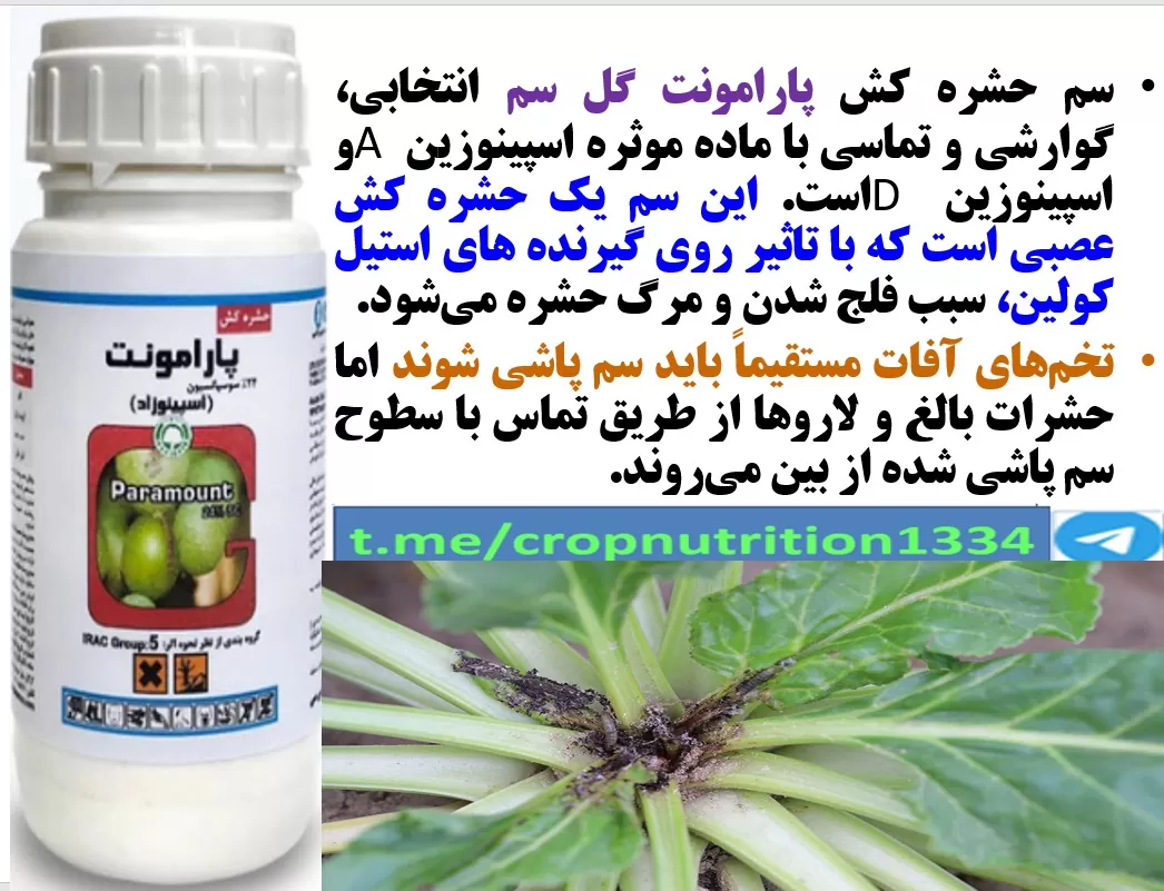 کنترل آفات چغندرقند با حشره کش پارامونت گل سم – قسمت سوم