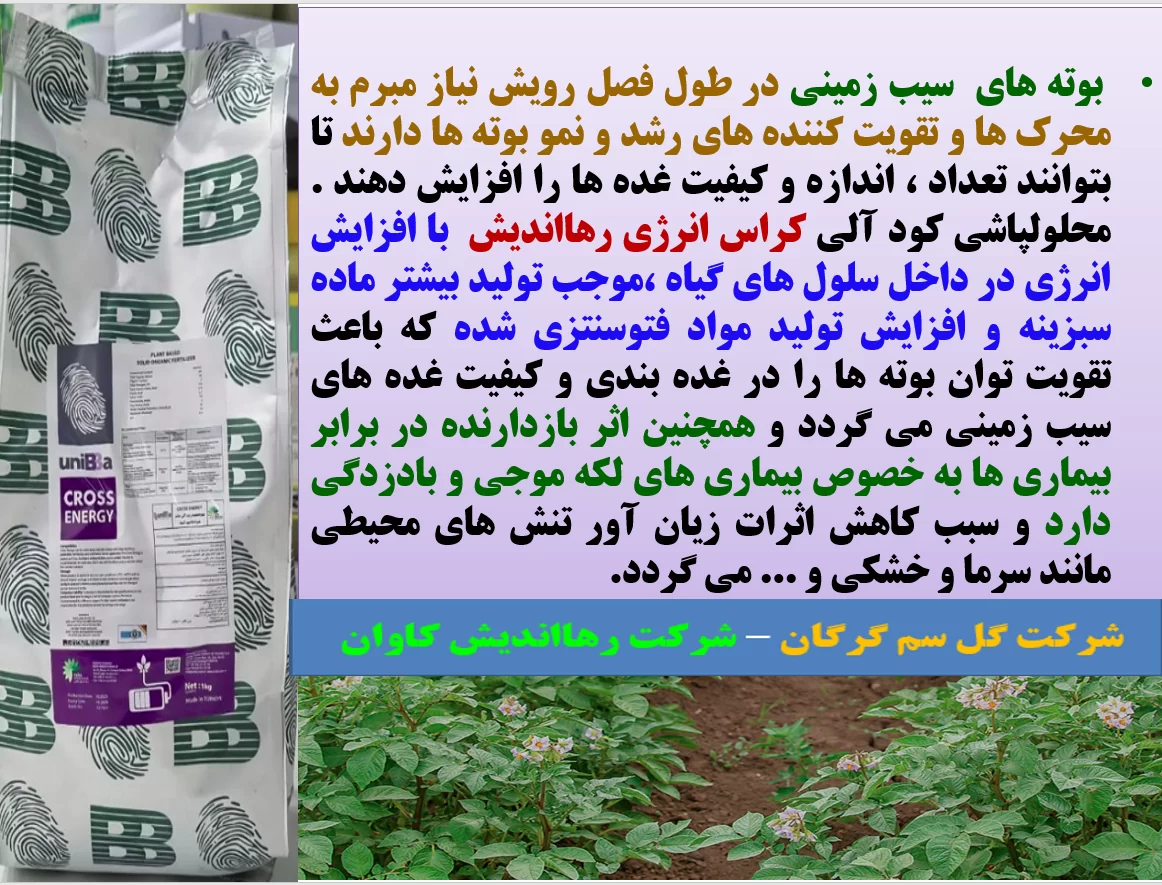 کودالی کراس انرژی رهااندیش برای افزایش تولید و کیفیت سیب زمینی- قسمت اول