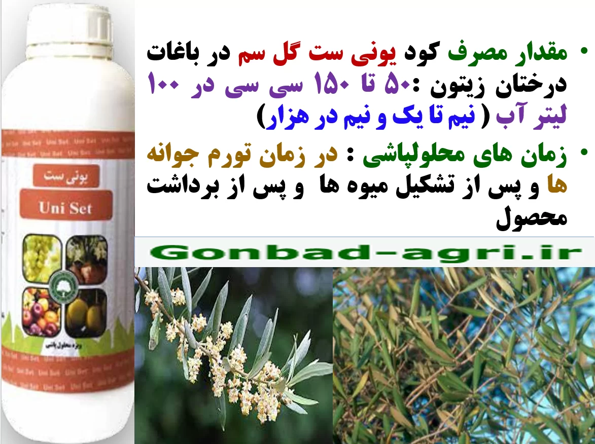 کود یونی ست گل سم به عنوان کود فروت ست درختان زیتون – قسمت دوم