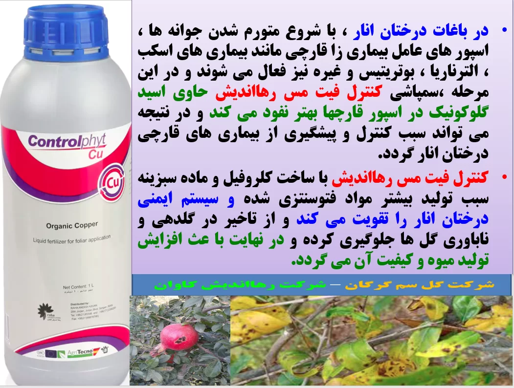 کود کنترل فیت مس رهااندیش برای کنترل بیماری های درختان انار- قسمت اول