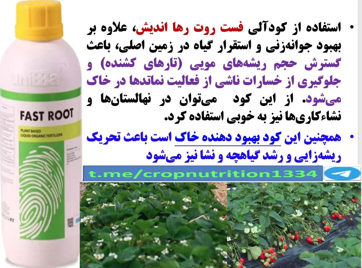 افزایش توان ریشه زایی بوته های توت فرنگی با کود آلی فست روت رهااندیش – قسمت سوم