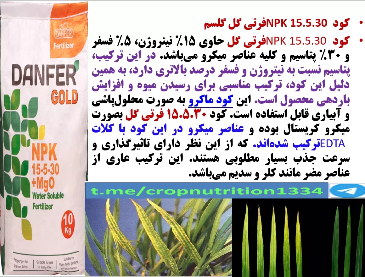 تقویت بوته های گندم و جو با کود فرتی گل ۳۰-۵-۱۵ گل سم – قسمت سوم