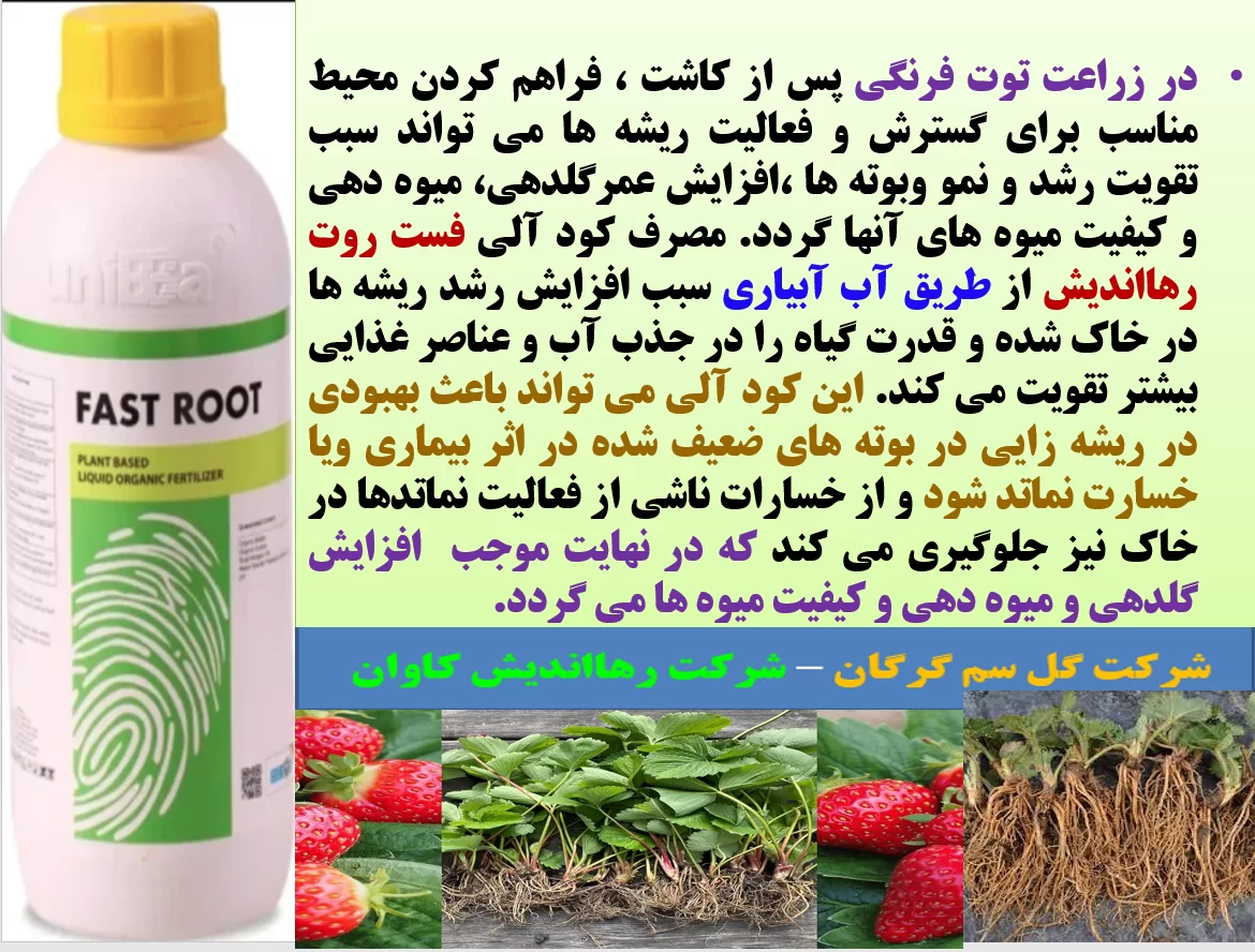 افزایش توان ریشه زایی بوته های توت فرنگی با کود آلی فست روت رهااندیش – قسمت اول