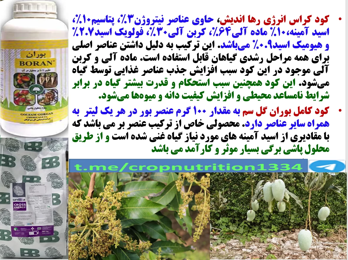 کود کراس انرژی رهااندیش و کود بوران گل سم برای افزایش توان میوه دهی درختان انبه- قسمت سوم